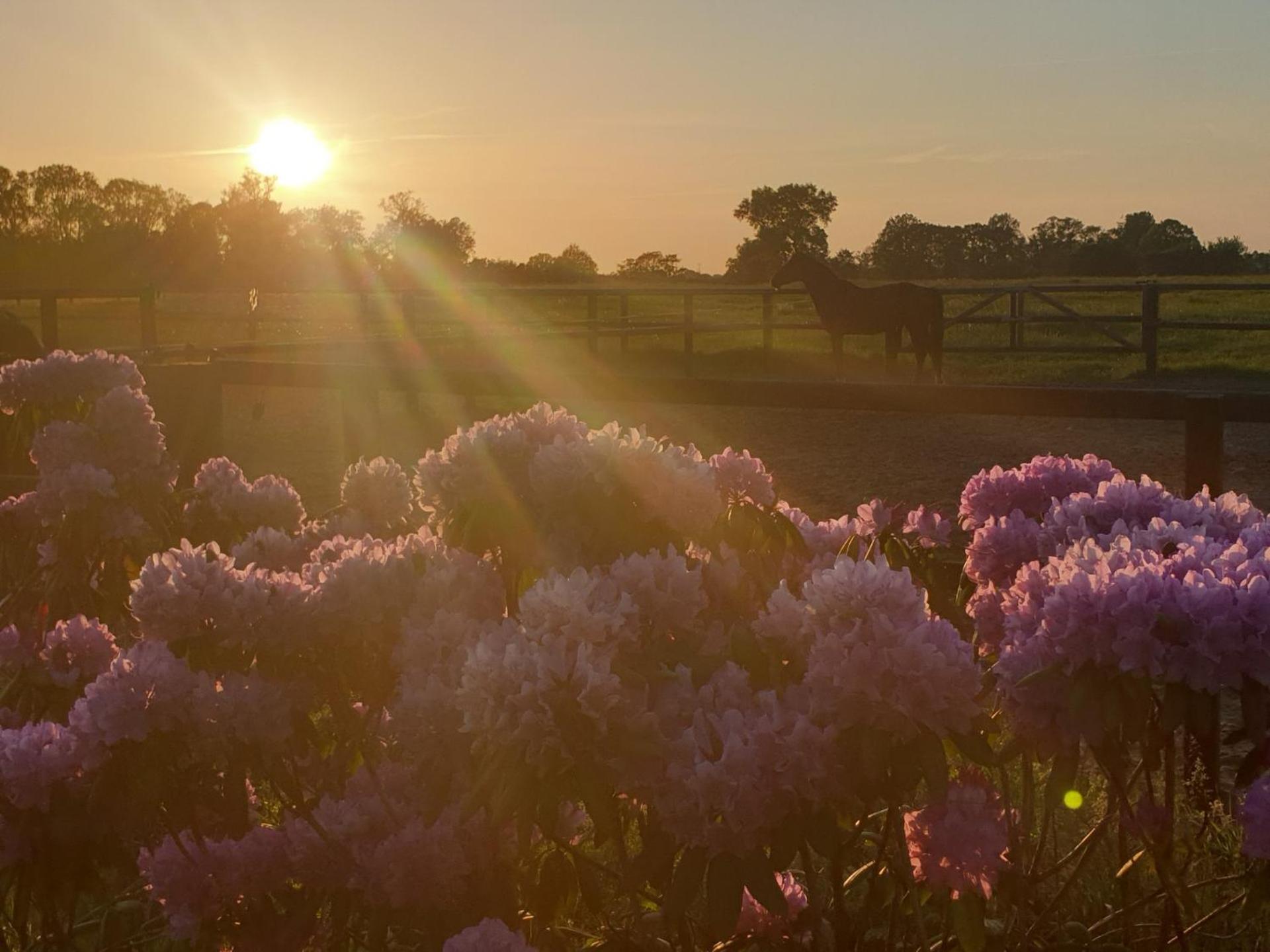 Landgoed De Lavei Bed & Breakfast Weleveld Bagian luar foto