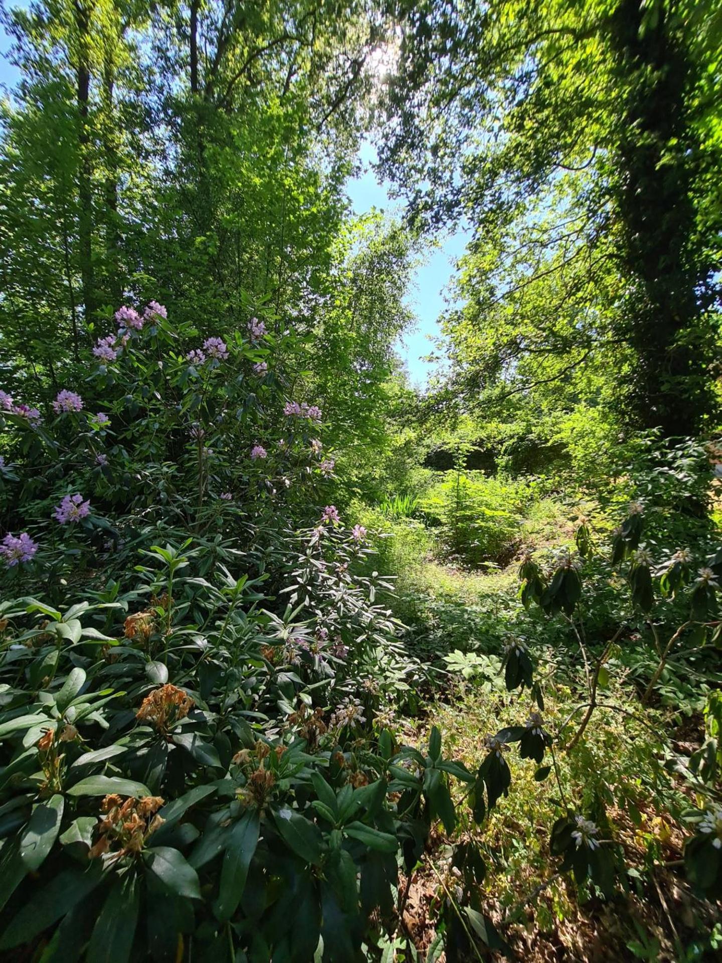 Landgoed De Lavei Bed & Breakfast Weleveld Bagian luar foto